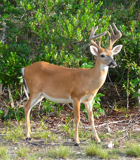 Key deer are currently under threat from the troublesome screwworm maggot. (Image: Wikimedia/Averette)